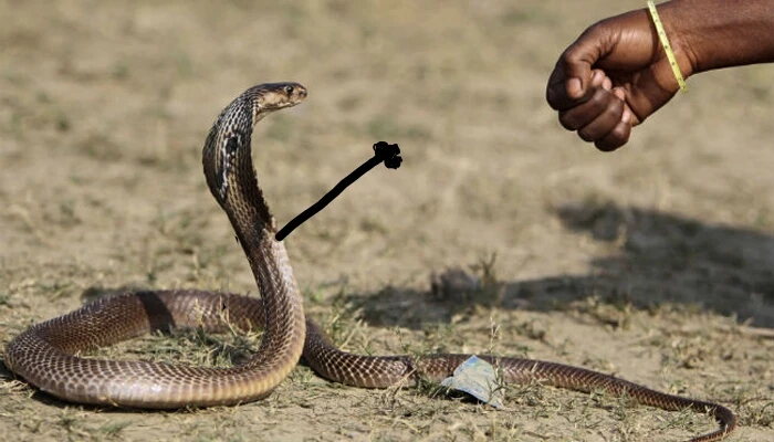 Thêm ảnh rắn cực độc khiến bạn phát cuồng vì yêu quá đỗi