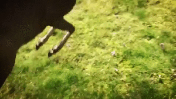 Con chó và con nai tưởng không thể hòa hợp lại chơi cùng nhau rất vui.