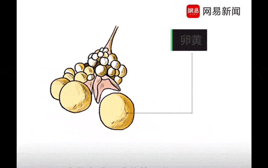 Dung an trung long dao neu khong muon nhiem vi khuan dang so nay-Hinh-4