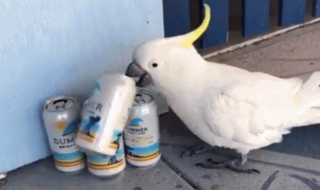 Chan doi, vet trang mo den ve duong uong trom bia?-Hinh-2