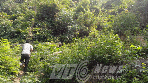 Thuc hu nguoi rung nhay nhu vuon o Lai Chau-Hinh-2