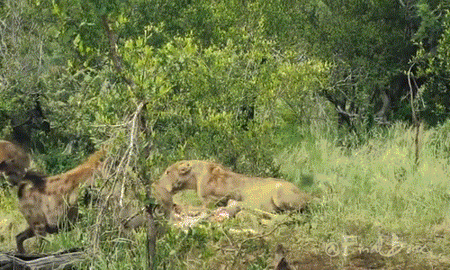 Sau khi bỏ đi, ba con linh cẩu không buông tha bữa ăn mà gọi bầy của mình đến, dựa vào lợi thế số lượng làm khó sư tử, quyết không cho sư tử ăn cướp một cách dễ dàng.