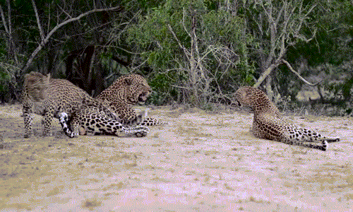 Những hình ảnh thú vị ghi lại được tại khu bảo tồn động vật hoang dã Londolozi Game Reserve, công viên quốc gia Kruger, Nam Phi cho thấy bộ ba báo đốm đang "diễn" cảnh ghen tuông "một ông, hai bà" đầy kịch tính.