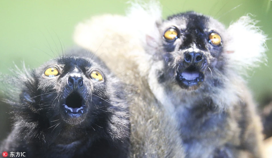 Vượn cáo khoe mặt “diễn sâu”, ai cũng phải cười thích thú