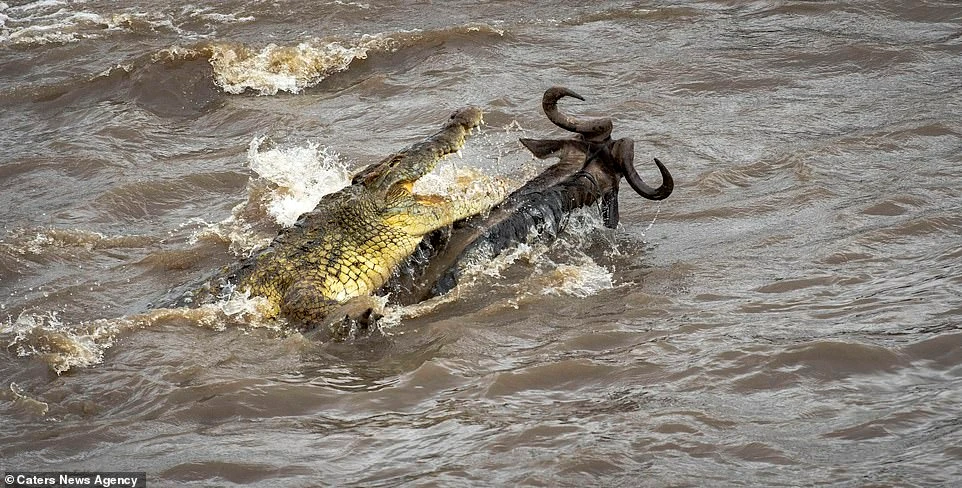 Linh dương đầu bò đánh lừa thần chết, thoát cá sấu ngoạn mục