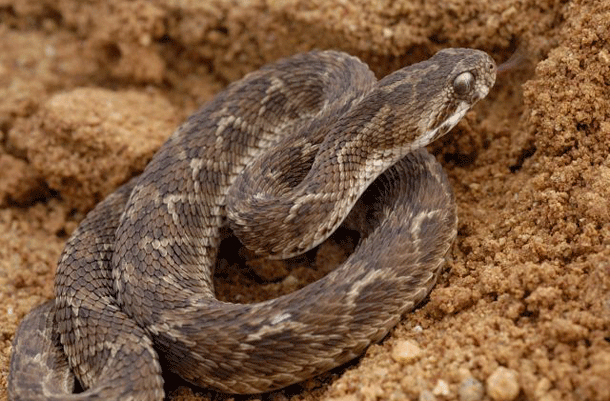 Rắn độc Carpet Viper, đây là loài rắn phải chịu trách nhiệm cho phần lớn các trường hợp tử vong liên quan đến rắn trên toàn thế giới, Con rắn độc này sở hữu một hemotoxin tương tự như của loài rắn Dispholidus typus. Điều đó khiến nạn nhân của chúng chảy máu từ từ cho đến khi chết vì máu không thể đông lại để bịt miệng vết thương. (Nguồn List 25)