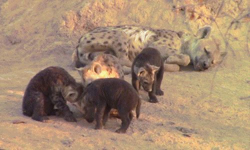 Một con linh cẩu em không chấp nhận sự khôn lỏi của anh mình đã thẳng tay tranh chấp, buộc linh cẩu lớn hơn phải rời bỏ vị trí tốt.