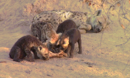 Vì lớn hơn nên con linh cẩu này khôn ngoan hơn, chỉ chọn phần nhiều thịt để gặm. Điều này dẫn đến sự bất mãn của những đứa em nó.