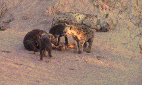 Nó thậm chí còn tức giận đến mức kiên quyết không cho linh cẩu em tiếp tục gặm xương.