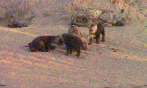 Trong khu vực bảo tồn động vật hoang dã Pondoro Game Lodge thuộc công viên quốc gia Kruger, Nam Phi, một người hướng dẫn đã ghi lại được cảnh tượng thú vị khi những con linh cẩu con tranh nhau khúc xương do linh cẩu mẹ mang về.