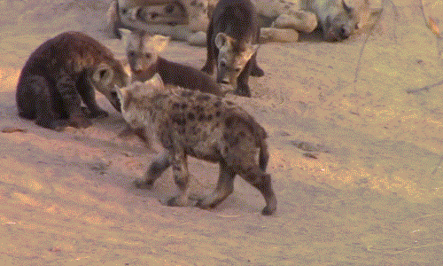 Ngay khi linh cẩu anh quay lại, linh cẩu em tiếp tục tấn công, không cho linh cẩu anh tiếp tục gặm xương.