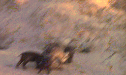 Theo quan sát, những con linh cẩu con này đều khá cứng cáp, chúng không còn vẻ bỡ ngỡ như lần đầu được ra khỏi hang mà hoạt động thoải mái.