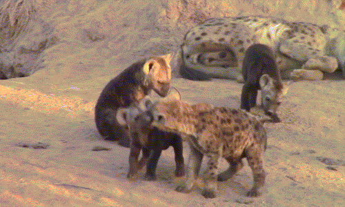 Không có ý định nhường em, linh cẩu anh bực mình nạt nộ, chứng minh ưu thế của mình.