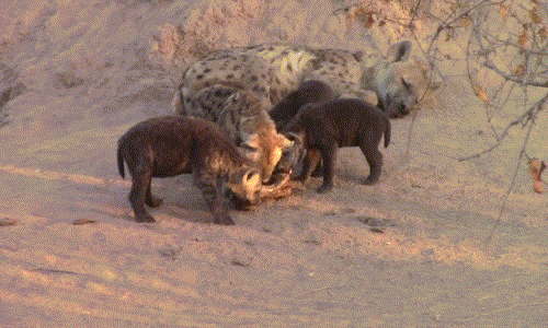 Trong số anh em linh cẩu, có một con linh cẩu nhỉnh hơn, bộ lông của nó đã chuyển sang lốm đốm giống như mẹ của mình.