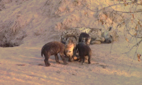 Trong khi linh cẩu mẹ ngủ say sưa, đàn linh cẩu con hoạt động không ngừng, chúng học theo mẹ, rỉa từng miếng thịt trên khúc xương trâu.