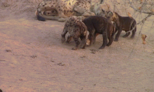 Có lẽ quá mệt mỏi vì nuôi con, đàn linh cẩu con tranh chấp ồn ào náo nhiệt như vậy nhưng linh cẩu mẹ vẫn ngủ say không hề biết gì.