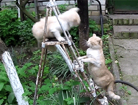 Với lợi thế ở trên cao, con mèo xù lông tung đòn liên tiếp. Tuy nhiên theo quan sát, có vẻ như sớm muộn nó cũng tung hết sức và bị đối thủ mèo vàng lão luyện kinh nghiệm, luôn bình tĩnh kia đánh bại. (Nguồn Mop)