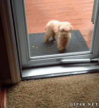 Khi bạn đến chơi mà bị khóa ngoài cửa, chú chó poodle này nhanh chóng chạy ra giúp đỡ, đẩy cửa để bạn có thể vào nhà. (Nguồn Mop)