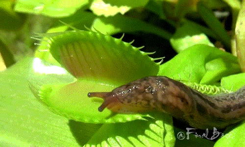Mặc dù có cách giết mồi và tiêu hóa con mồi tàn bạo nhưng loài cây ăn thịt này lại được gọi là Venus, tên của nữ thần tình yêu La Mã.