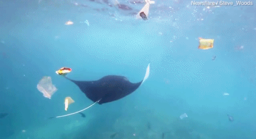 Dang so ca duoi quy vat va tim an trong bien nhua rac-Hinh-2