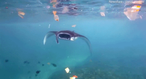 Dang so ca duoi quy vat va tim an trong bien nhua rac-Hinh-3