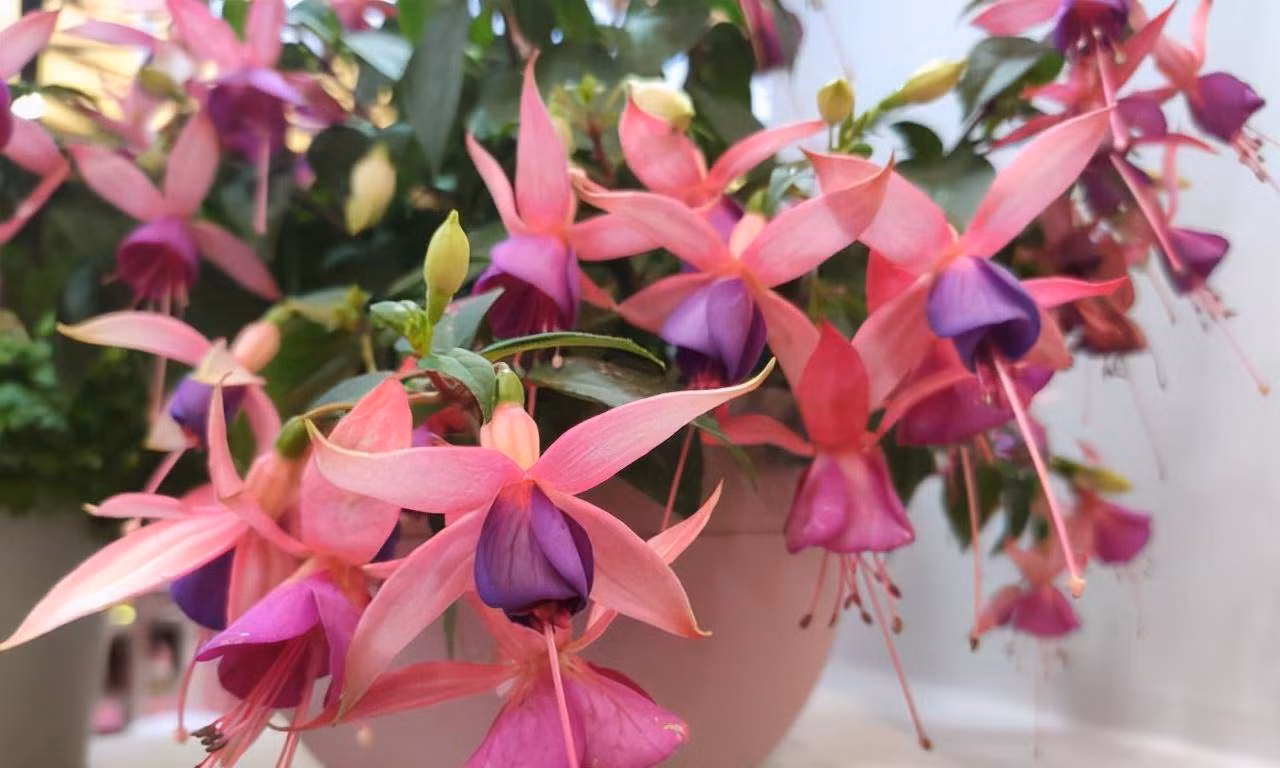 Giật mình 3 loại cây hoa đẹp nhưng độc, khiến cả nhà suy yếu