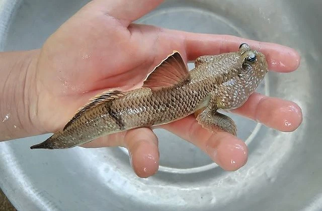 8 loài động vật thú vị và kỳ lạ nhất Việt Nam