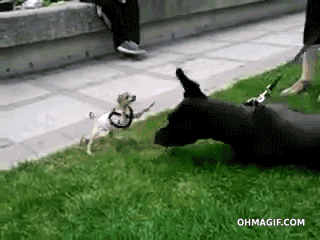 Nhỏ người nhưng chú cún con này luôn thích trêu chọc những con chó khổng lồ khác.