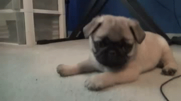Đánh nhau với cả camera, chú chó Pug con này cực kỳ tò mò và hiếu chiến.