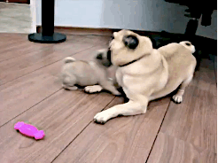 Màn giao đấu không có hồi kết của những con chó Pug không chịu lớn.