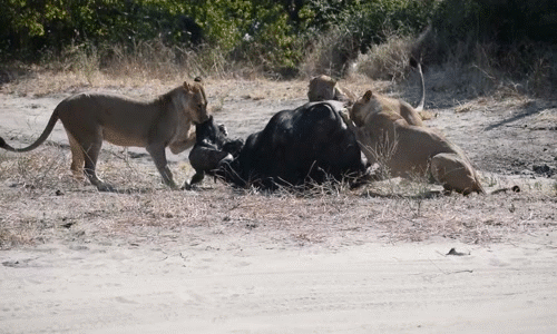Vừa qua, tại vườn quốc gia Chobe, Botswana, các du khách đã có dịp được chứng kiến màn săn mồi đỉnh cao của những con sư tử cái. Chúng hợp lực săn giết trâu rừng khỏe mạnh, khiến con trâu rừng mặc dù rất cố gắng và ngoan cường cuối cùng phải khuất phục. (Nguồn Africa Geographic)
