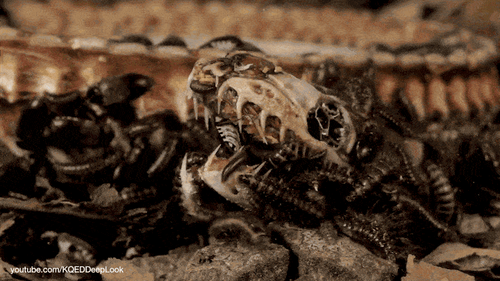 Họ bọ cánh cứng Dermestidae là họ bọ cánh cứng được các nhà khoa học, nghiên cứu lựa chọn để làm sạch các mẫu vật trưng bày tại các bảo tàng. Công việc chính của chúng là ăn xác thối.