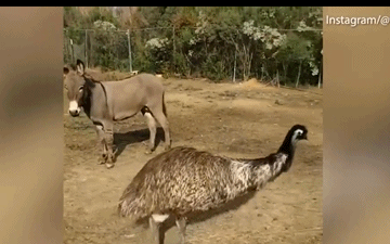 Tinh yeu dien cuong, den mat ly tri giua lua va da dieu-Hinh-2