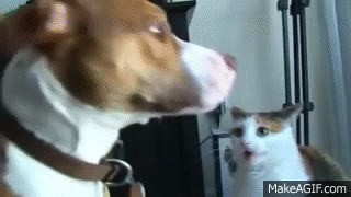 Không hiểu mình đã làm gì để bị con mèo hung ác giận điên và tát, chú cho trợn mắt choáng váng.