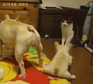 Cậy gần mẹ, chó con định lên mặt với chị mèo và nhận cái kết đắng khi ăn ngay cái tát đau điếng.