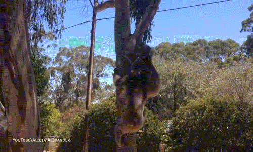 Trong những trận chiến kiểu này, con gấu koala mất nhà thường bị thương, kêu rất thảm thiết. (Nguồn Dailymail)