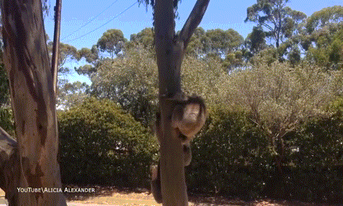 Gấu koala thường rất hay tranh chấp chỗ ở, trong thiên nhiên hoang dã, những con gấu koala yếu hơn thường bị đồng loại khỏe hơn, to hơn đánh cướp chỗ ở tốt. (Nguồn Dailymail)