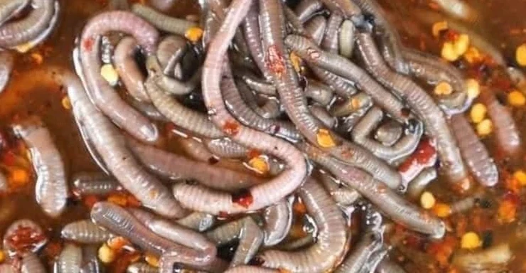 Ghê rợn món giun đất sốt chua cay ở Thái Lan, bác sĩ phải lắc đầu
