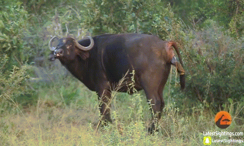 Morné Hamlyn, một hướng dẫn viên tại khu bảo tồn động vật hoang dã Timbavati Private Nature & Game Reserve, Nam Phi đã ghi lại được cảnh tượng trâu rừng sinh đẻ kịch tính. Nó trốn vào trong một bụi cây vắng và vắt kiệt sức mình để sinh con.
