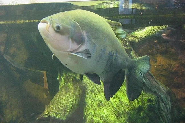 Kinh hãi: Loài cá có hàm răng giống hệt con người, thích cắn "của quý"