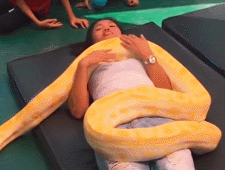 Được biết, trước khi bắt đầu, các nhân viên sẽ cảnh báo mọi người, ví dụ như không được kêu cứu, không được cố gắng thoát ra, không được chạy trốn, không thở vào mặt những con trăn.