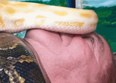 Nhìn chung, bạn phải nằm đó chẳng khác nào một cái xác. Sau đó, bạn sẽ được những con trăn bao bọc quanh người và chuyển động của chúng sẽ khiến bạn thoát khỏi sự mệt mỏi, tê cứng.