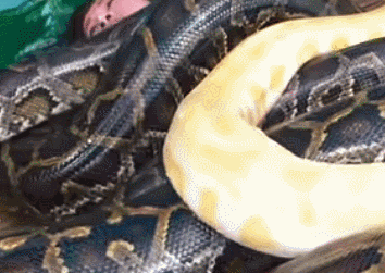 "Tôi không biết rằng đó có phải là một hiệu ứng tâm lý hay không nhưng các đốt sống cổ của tôi thực sự đã được thư giãn. Thời gian cho mỗi lần massage là 15 phút những tôi luôn cảm thấy thực sự rất dài", một người dân địa phương cho biết.