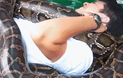 Người phụ trách vườn thú cho biết, vé vào sở thú đã bao gồm dịch vụ massage bằng trăn, chỉ cần họ dám thử, họ sẽ được miễn phí hoàn toàn.