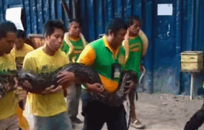 Những người dân địa phương thì dường như đã quen với kiểu massage rùng rợn này. Họ tận hưởng sự thoải mái khi được 4 con trăn khổng lồ quấn quanh người.