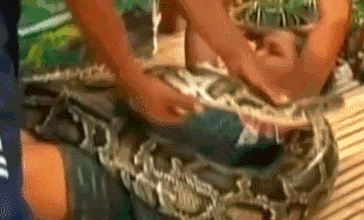 Theo thông tin đăng tải, liệu pháp massage bằng trăn khổng lồ là liệu pháp bắt buộc, một khi đã lựa chọn sẽ không được cố gắng trốn chạy, nếu không có thể gây tổn thương cho chính mình.