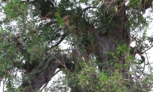 Tìm được một nhánh cây cao, sư tử ngay lập tức trèo lên đó lánh nạn, mặc cho đàn linh cẩu tru tréo phía dưới.