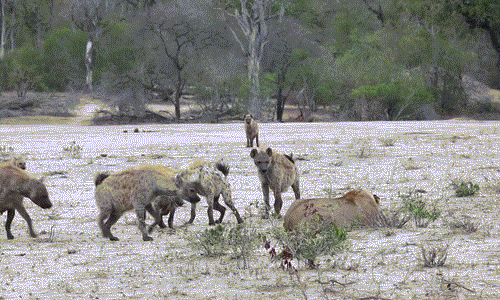 Mở đầu cuộc tấn công là nhát cắn trộm vào phía sau của sư tử cái.