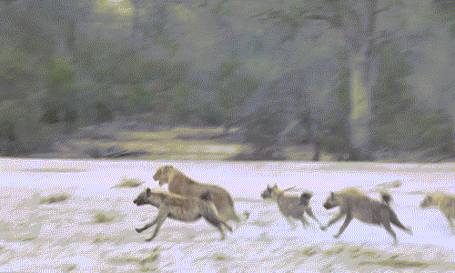 Cuối cùng, sau khi cân nhắc thiệt hại, sư tử quyết định "tẩu vi thượng sách". Nó vứt bỏ thể diện, không tiếp tục trả thù linh cẩu mà quay người bỏ chạy.