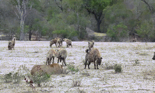 Sư tử cái đang nằm nghỉ ngơi trong lãnh địa của mình thì đàn linh cẩu chậm rãi tiến tới. Vốn coi thường linh cẩu, sư tử cái không buồn ngẩng đầu, để mặc cho những con linh cẩu đi qua đi lại.